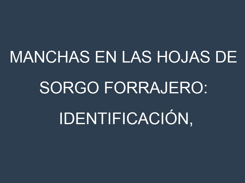 Manchas en las hojas de Sorgo forrajero: Identificación, Causas y Estrategias de Control Efectivo