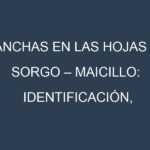 Manchas en las hojas de Sorgo – Maicillo: Identificación, Causas y Estrategias de Control Efectivo