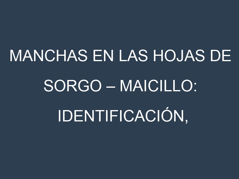 Manchas en las hojas de Sorgo – Maicillo: Identificación, Causas y Estrategias de Control Efectivo