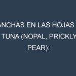 Manchas en las hojas de Tuna (Nopal, prickly pear): Identificación, Causas y Estrategias de Control Efectivo