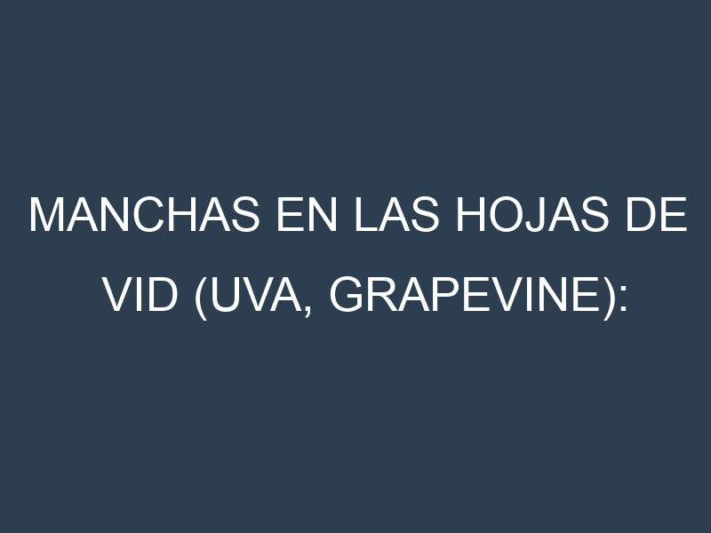 Manchas en las hojas de Vid (Uva, grapevine): Identificación, Causas y Estrategias de Control Efectivo
