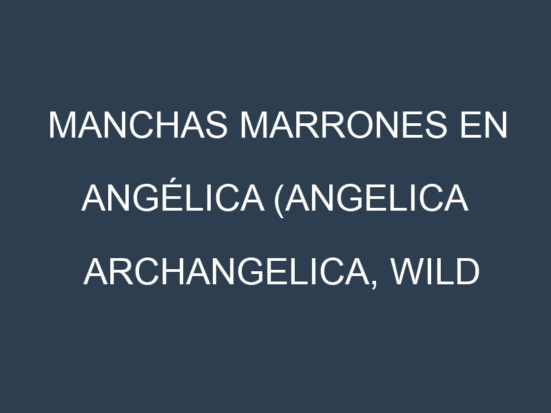 Manchas Marrones en Angélica (Angelica archangelica, Wild celery). Hojas con manchas marrones en Angélica (Angelica archangelica, Wild celery).