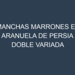 Manchas Marrones en Aranuela De Persia Doble Variada