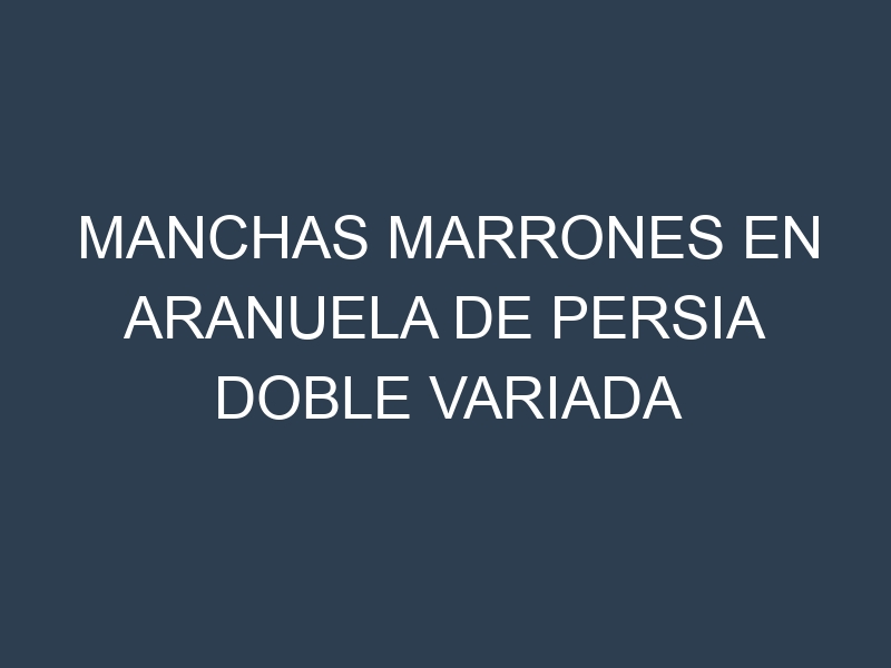 Manchas Marrones en Aranuela De Persia Doble Variada