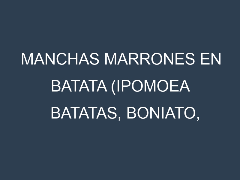 Manchas Marrones en Batata (Ipomoea batatas, Boniato, Camote). Hojas con manchas marrones en Batata (Ipomoea batatas, Boniato, Camote).