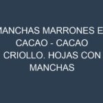 Manchas Marrones en Cacao – Cacao criollo. Hojas con manchas marrones en Cacao – Cacao criollo.