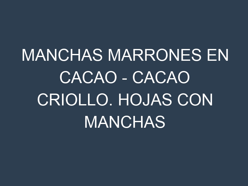 Manchas Marrones en Cacao – Cacao criollo. Hojas con manchas marrones en Cacao – Cacao criollo.
