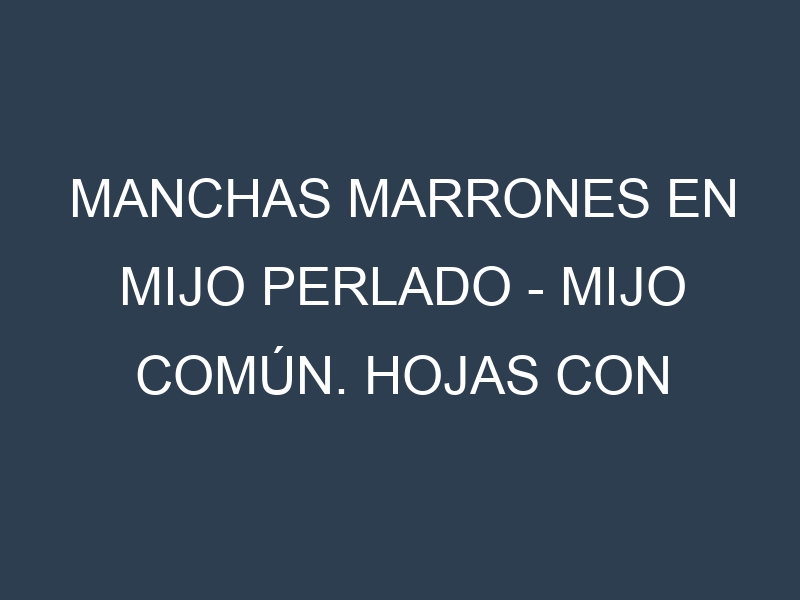 Manchas Marrones en Mijo perlado – Mijo común. Hojas con manchas marrones en Mijo perlado – Mijo común.