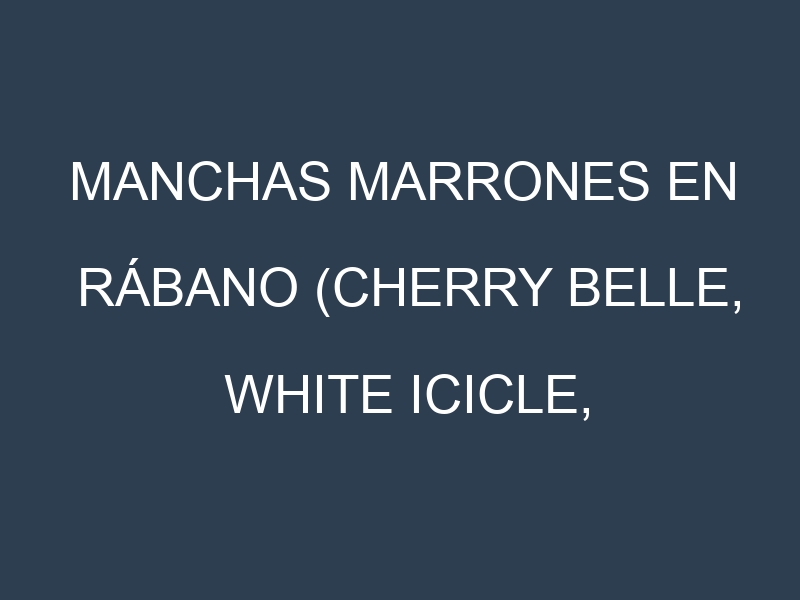 Manchas Marrones en Rábano (Cherry Belle, White Icicle, French Breakfast, Daikon). Hojas con manchas marrones en Rábano (Cherry Belle, White Icicle, French Breakfast, Daikon).