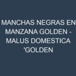 Manchas Negras en Manzana Golden – Malus domestica ‘Golden Delicious’: Causas, Efectos y Manejo