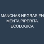 Manchas Negras en Menta Piperita Ecologica