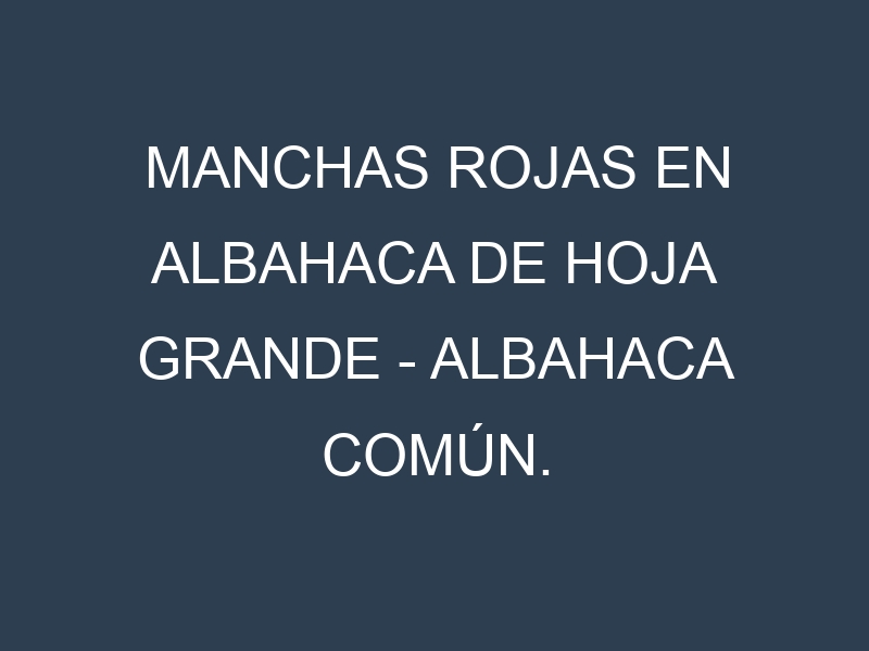 Manchas rojas en Albahaca de hoja grande – Albahaca común. Hojas con manchas rojas en Albahaca de hoja grande – Albahaca común.