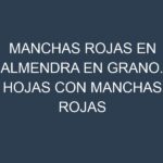 Manchas rojas en Almendra en grano. Hojas con manchas rojas en Almendra en grano.