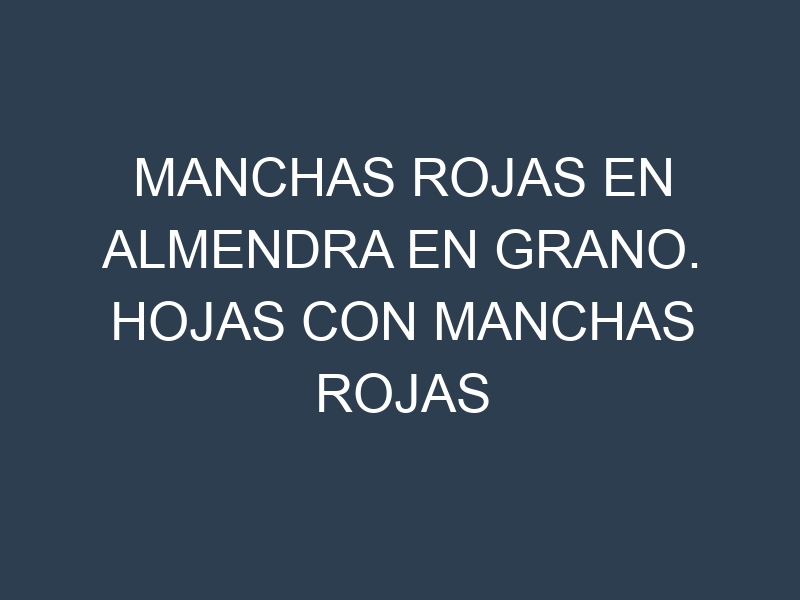 Manchas rojas en Almendra en grano. Hojas con manchas rojas en Almendra en grano.