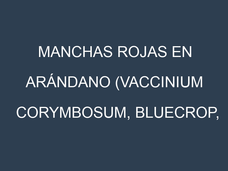 Manchas rojas en Arándano (Vaccinium corymbosum, Bluecrop, Duke, Legacy). Hojas con manchas rojas en Arándano (Vaccinium corymbosum, Bluecrop, Duke, Legacy).