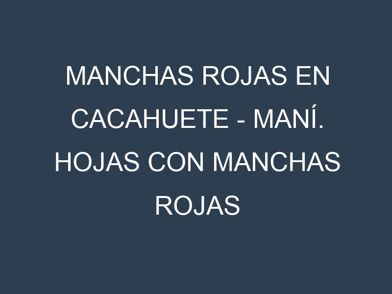Manchas rojas en Cacahuete – Maní. Hojas con manchas rojas en Cacahuete – Maní.
