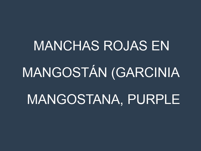 Manchas rojas en Mangostán (Garcinia mangostana, Purple mangosteen). Hojas con manchas rojas en Mangostán (Garcinia mangostana, Purple mangosteen).