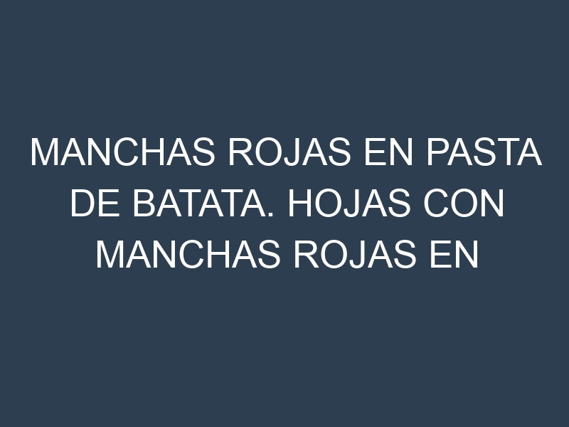 Manchas rojas en Pasta de batata. Hojas con manchas rojas en Pasta de batata.