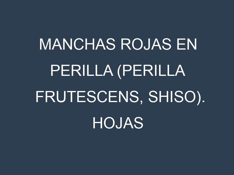 Manchas rojas en Perilla (Perilla frutescens, Shiso). Hojas con manchas rojas en Perilla (Perilla frutescens, Shiso).