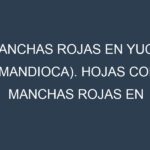 Manchas rojas en Yuca (mandioca). Hojas con manchas rojas en Yuca (mandioca).