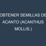 Obtener Semillas de Acanto (Acanthus mollis.)
