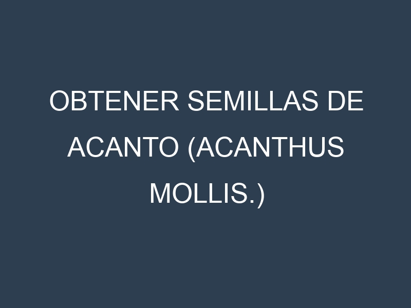 Obtener Semillas de Acanto (Acanthus mollis.)