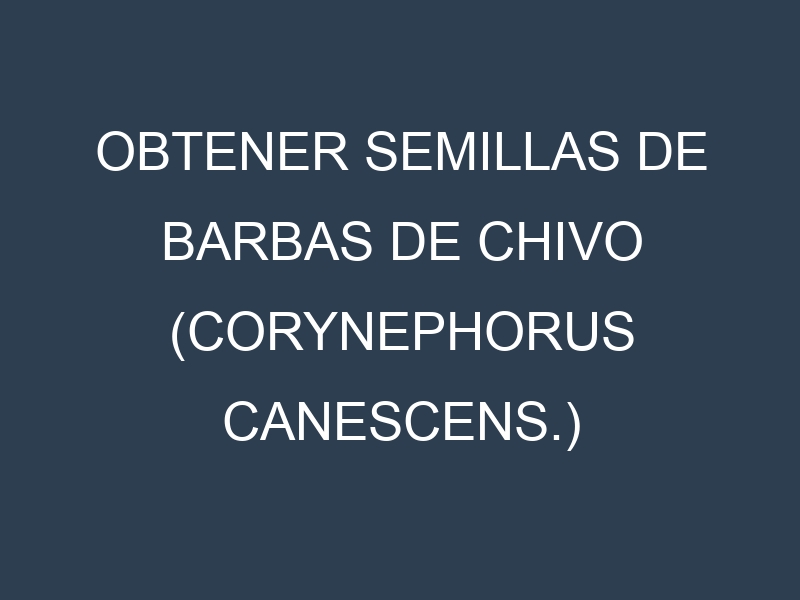 Obtener Semillas de Barbas De Chivo (Corynephorus canescens.)