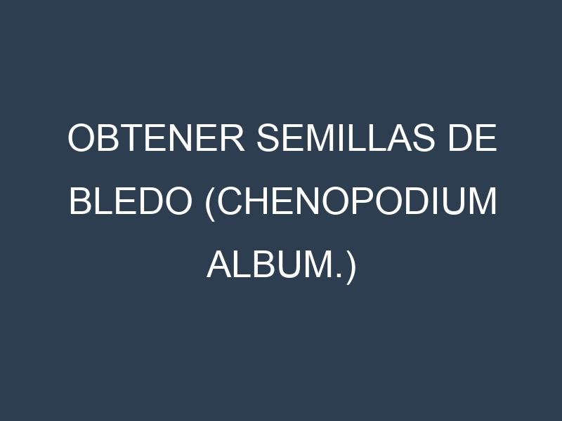 Obtener Semillas de Bledo (Chenopodium album.)