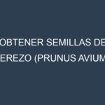 Obtener Semillas de Cerezo (Prunus avium.)