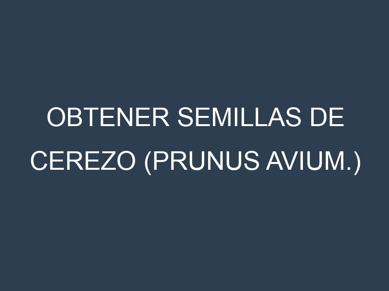 Obtener Semillas de Cerezo (Prunus avium.)