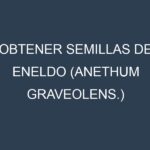 Obtener Semillas de Eneldo (Anethum graveolens.)