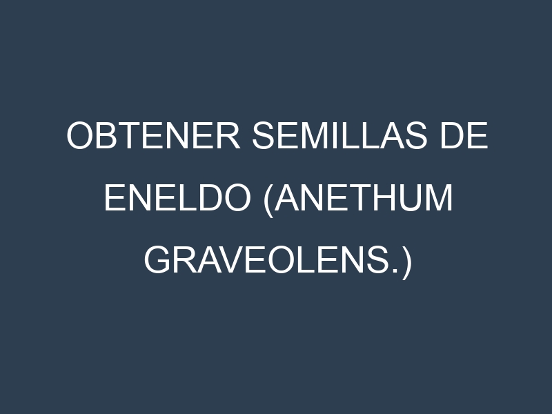Obtener Semillas de Eneldo (Anethum graveolens.)