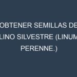 Obtener Semillas de Lino Silvestre (Linum perenne.)