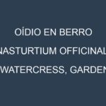 Oídio en Berro (Nasturtium officinale, Watercress, Garden cress): síntomas, ciclo de vida y estrategias de control