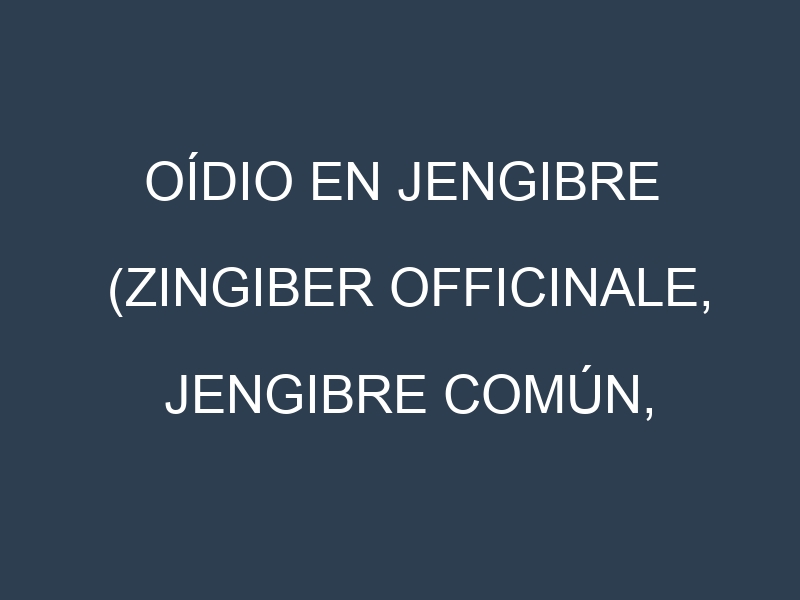 Oídio en Jengibre (Zingiber officinale, Jengibre común, Jengibre fresco): síntomas, ciclo de vida y estrategias de control