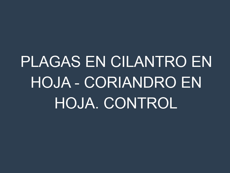 Plagas en Cilantro en hoja – Coriandro en hoja. Control biológico y Manejo de plagas.