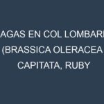 Plagas en Col Lombarda (Brassica oleracea capitata, Ruby Ball, Red Express, Kalibos). Control biológico y Manejo de plagas.