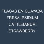 Plagas en Guayaba fresa (Psidium cattleianum, Strawberry guava, Red cattley guava). Control biológico y Manejo de plagas.