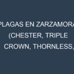Plagas en Zarzamora (Chester, Triple Crown, Thornless, Navaho). Control biológico y Manejo de plagas.