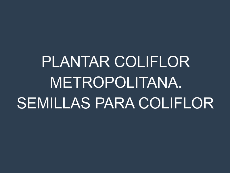 Plantar Coliflor Metropolitana. Semillas para Coliflor Metropolitana. Enfermedades Coliflor Metropolitana.
