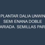 Plantar Dalia Unwin Semi Enana Doble Variada. Semillas para Dalia Unwin Semi Enana Doble Variada. Enfermedades Dalia Unwin Semi Enana Doble Variada.