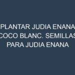 Plantar Judia Enana Coco Blanc. Semillas para Judia Enana Coco Blanc. Enfermedades Judia Enana Coco Blanc.