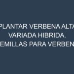 Plantar Verbena Alta Variada Hibrida. Semillas para Verbena Alta Variada Hibrida. Enfermedades Verbena Alta Variada Hibrida.