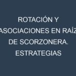 Rotación y Asociaciones en Raíz de scorzonera. Estrategias de rotación y Beneficios de las asociaciones de cultivos.