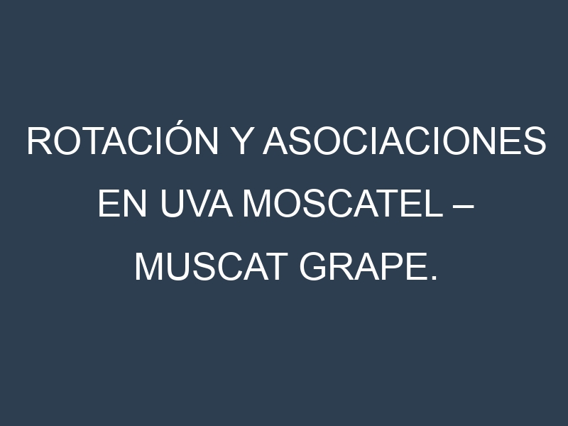 Rotación y Asociaciones en Uva moscatel – Muscat grape. Estrategias de rotación y Beneficios de las asociaciones de cultivos.