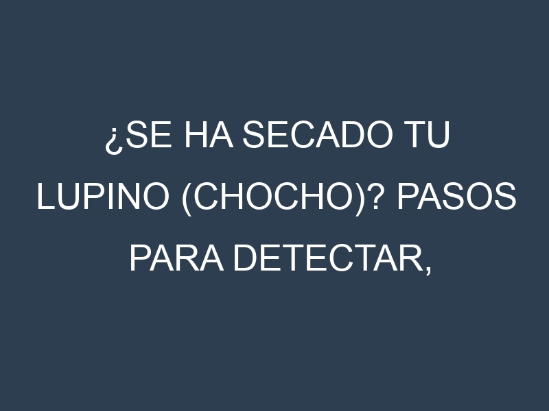 ¿Se ha secado tu Lupino (chocho)? Pasos para Detectar, Corregir y Prevenir.