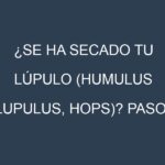 ¿Se ha secado tu Lúpulo (Humulus lupulus, hops)? Pasos para Detectar, Corregir y Prevenir.