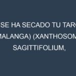 ¿Se ha secado tu Taro (malanga) (Xanthosoma sagittifolium, Dasheen, Japanese Taro, Bun Long, Eddoe)? Pasos para Detectar, Corregir y Prevenir.