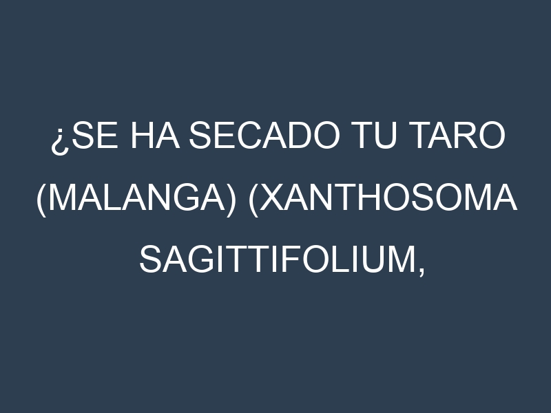 ¿Se ha secado tu Taro (malanga) (Xanthosoma sagittifolium, Dasheen, Japanese Taro, Bun Long, Eddoe)? Pasos para Detectar, Corregir y Prevenir.