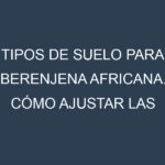 Tipos de suelo para Berenjena africana. Cómo ajustar las condiciones del suelo.